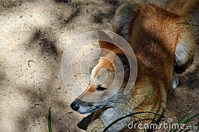 Australian dog dingo Canis dingo in Queensland Stock Photo