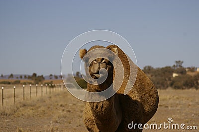 Australian domestic single humped Camel Stock Photo