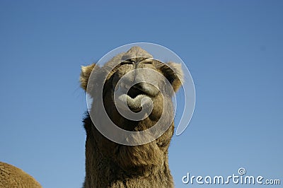 Australian domestic single humped Camel Stock Photo