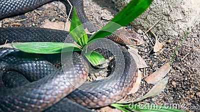 Australian eastern brown snake Stock Photo