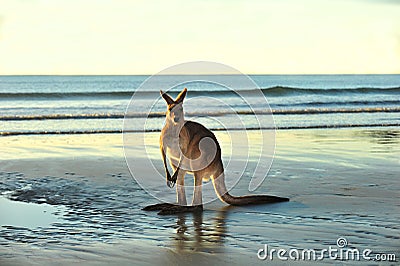 Australian eastern grey kangaroo,mackay,queensland Stock Photo
