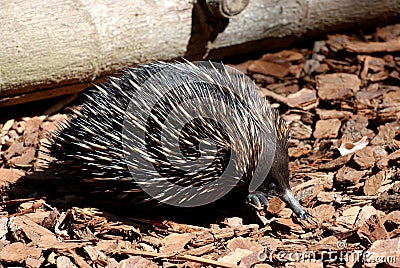 Australian Echidna Stock Photo