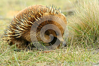 Australian Echidna Stock Photo