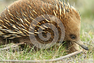 Australian Echidna Stock Photo