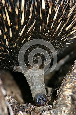 Australian Echidna Stock Photo