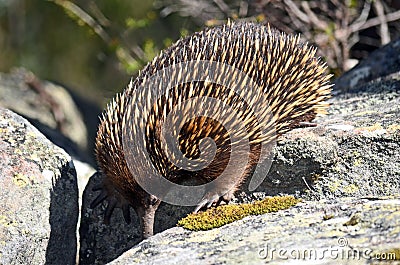 Australian Echidna looking for ants Stock Photo