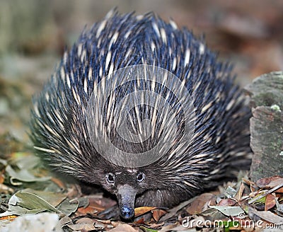 Australian echidna or spiny anteater, queensland Stock Photo