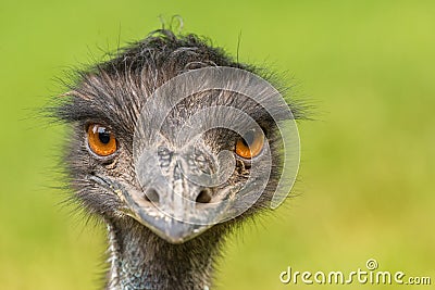 Australian Emu (Dromaius novaehollandiae) Stock Photo