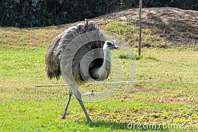 An Australian Emu Dromaius novaehollandiae walking in the grass Stock Photo