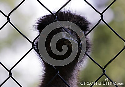 Australian emu named Erofei of Gatchina menagerie Stock Photo