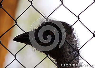 Australian emu named Erofei of Gatchina menagerie Stock Photo