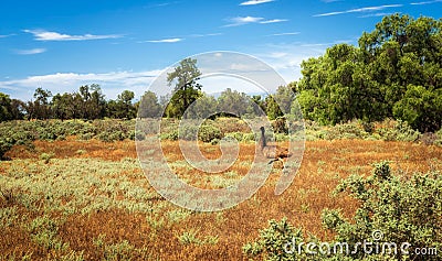 Australian emu runnung in Mungo National Park, Australia Stock Photo