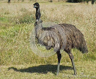 Australian Emu Standing Tall Stock Photo