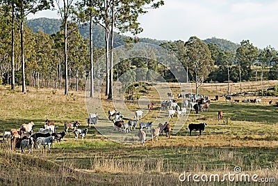 Australian eucalypt cattle country landscape Stock Photo