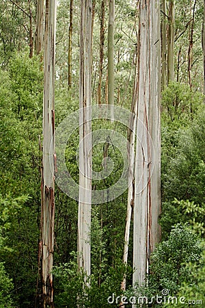 Australian Eucalyptus Forest Stock Photo