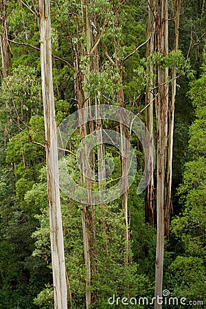 Australian Eucalyptus Forest Stock Photo