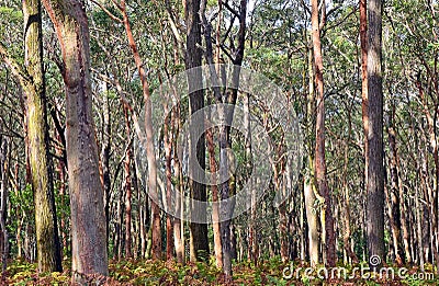 Australian Eucalyptus forest Stock Photo