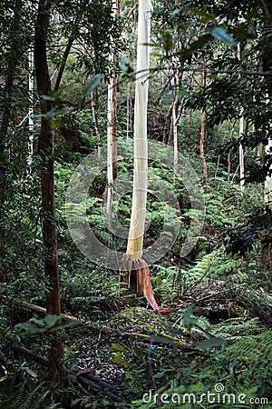 Australian eucalyptus gum trees in rain forest Stock Photo