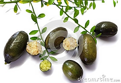 Australian finger lime or caviar lime, Citrus australasica. Ripe edible fruits Stock Photo