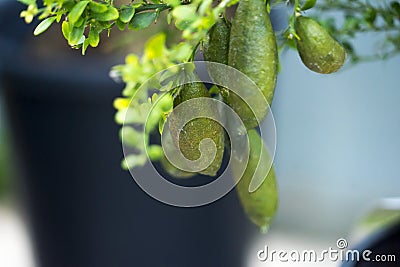 Australian Finger lime or Caviar Lime on tree. Stock Photo