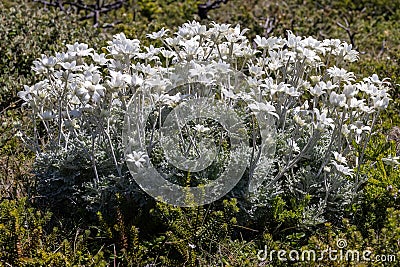 Australian Flannel Flower Stock Photo