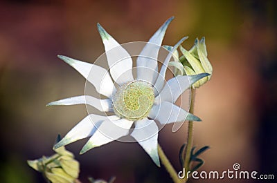 Australian Flannel Flowers (Actinotus helianthi) Stock Photo