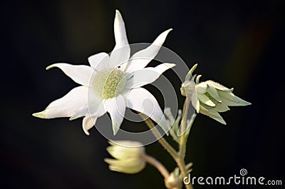 Australian Flannel Flowers Stock Photo