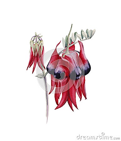 Australian flower. isolated on white background. Cartoon Illustration