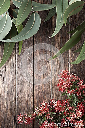 Australian Flowers Summer Gum Leaf Christmas Background Stock Photo