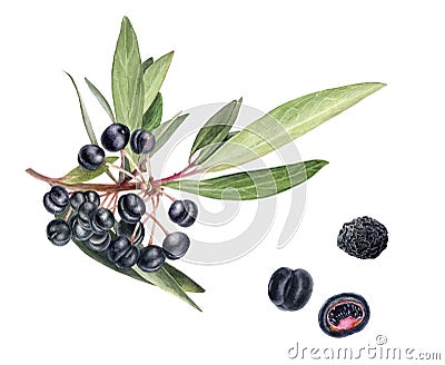 Australian food native pepper beries, mountain pepper or tasmannia lanceolata watercolor illustration isolated on white Cartoon Illustration