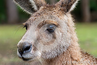 Australian Forester kangaroo Stock Photo