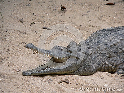 Australian freshwater crocodile Stock Photo