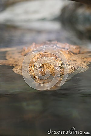 Australian freshwater crocodile Stock Photo