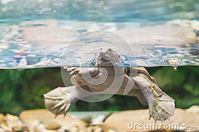 Australian freshwater turtle Stock Photo