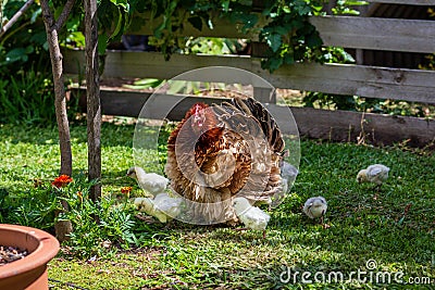 Australian Frizzle hen with chicks Gallus gallus domesticus Stock Photo