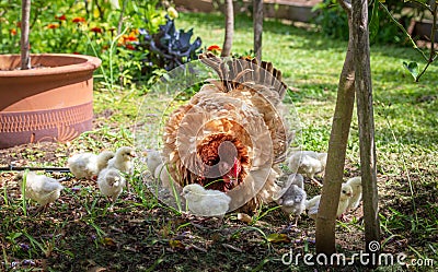 Australian Frizzle hen with chicks Gallus gallus domesticus exploring garden Stock Photo