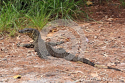 Australian Goanna/Lace Monitor (Varanus varius) Stock Photo