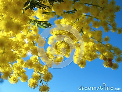 Australian Golden Wattle Stock Photo