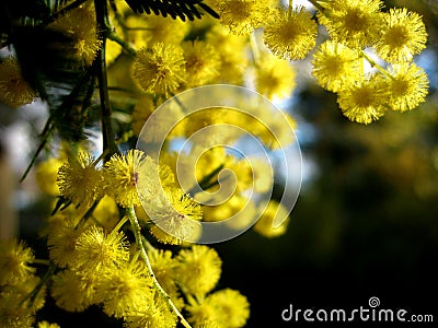 Australian Golden Wattle Stock Photo