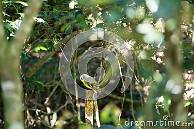 Australian Golden Whistler Stock Photo