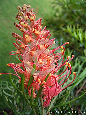 Australian Grevillea Stock Photo