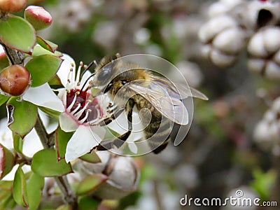 Australian Honey Bee Pollinating Manuka Flower Stock Photo