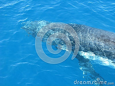 Australian Humpback Whale Stock Photo