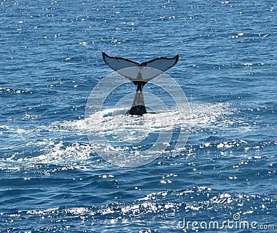 Australian Humpback Whales Stock Photo