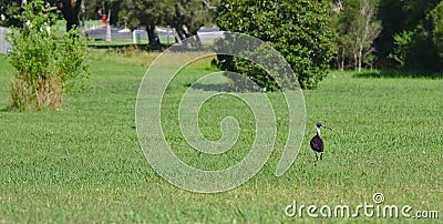 Australian Ibis bird on green grass in sunny day Stock Photo