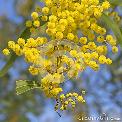 Australian Icon Golden Wattle Flowers Stock Photo