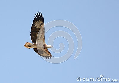 Australian juvenile White bellied sea eagle Stock Photo