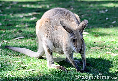 Australian Kangaroo Stock Photo