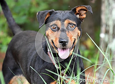 Australian Kelpie Cattledog mix dog mix outdoors on leash Stock Photo