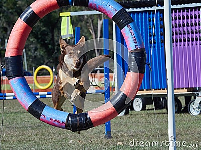 Australian Kelpie shepherd dog jumps through a ring in Agility trials Stock Photo